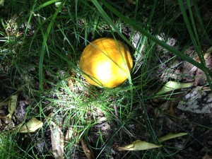 IMG_0783